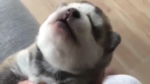 Baby awoo