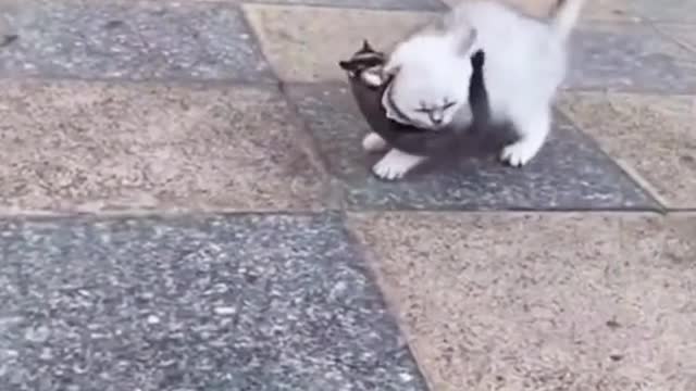funny video after a fight directly waw very funny