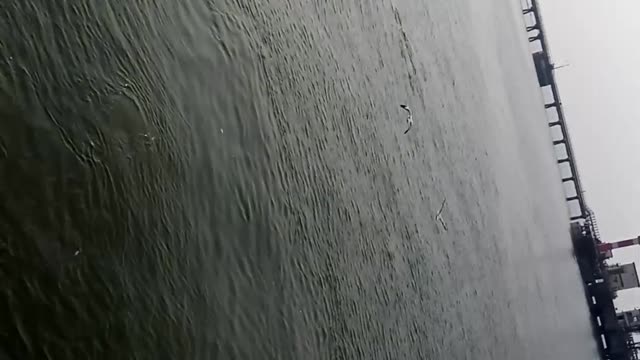 Cute dolphin encounter during tourist boating in sea.