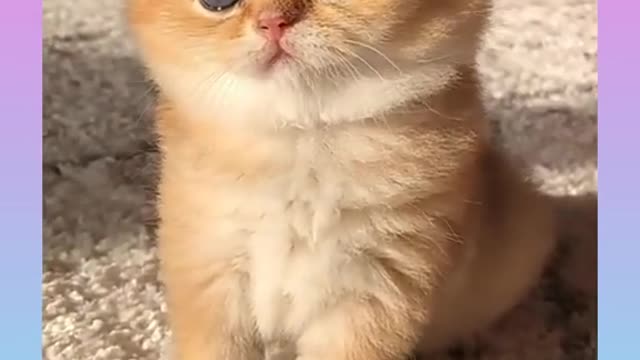 Funny_and_cute_cat_video