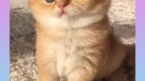 Funny_and_cute_cat_video