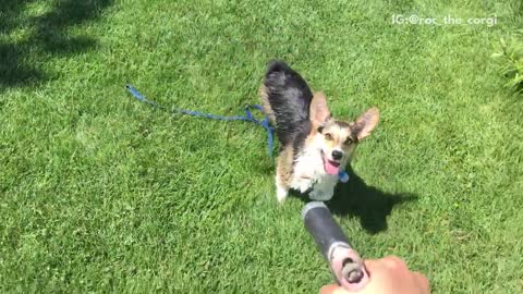 Corgi tries to drink hose water