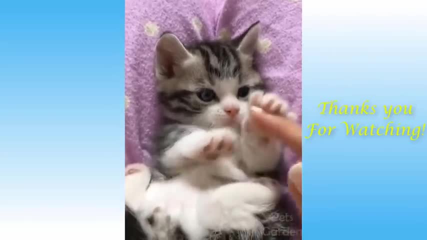 Funny and cute cat