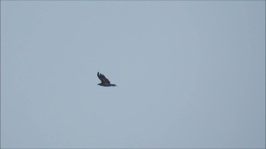 Bird Hunting Over The Apartments