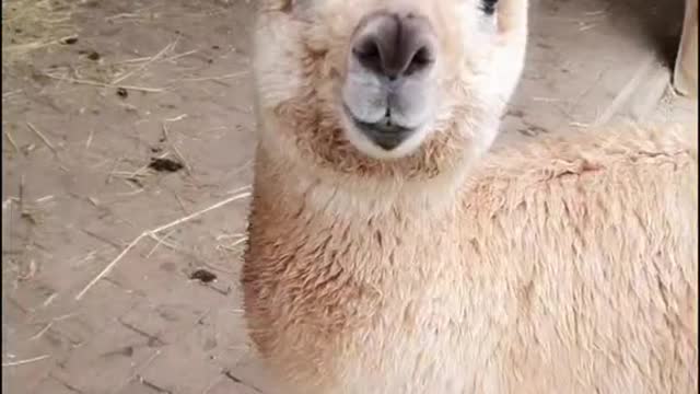 wow so cute and funny