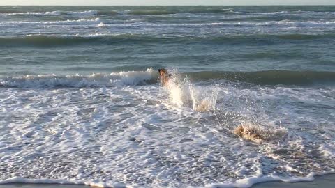 Dog playing in the sea and enjoying swimming 🤪