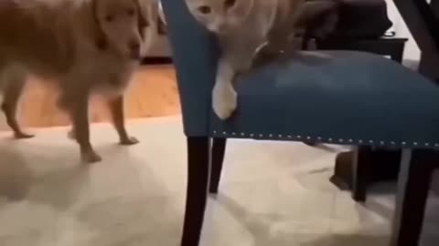 Cat & dog funny video 🤣