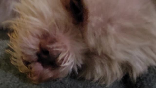 Mopet sleeping