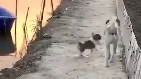 Cat , Dog and Parrot