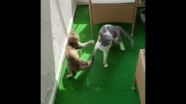 Best Cat Fighting