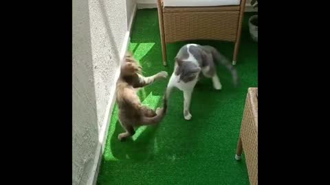 Best Cat Fighting