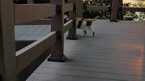 The street cat I met in Busan, Korea