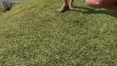 This is a beautiful and charming water-dwelling species