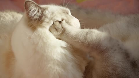 Cute Kitty