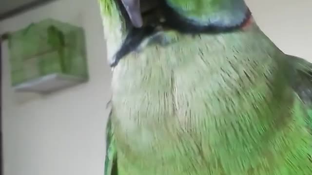 Funny Parrot talking | Parrot talking | Indian parrot video | Parrot