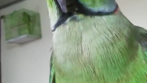 Funny Parrot talking | Parrot talking | Indian parrot video | Parrot