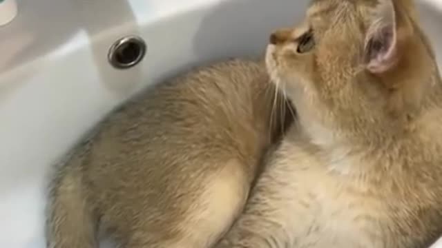 Let's Take a Bath - Funny Cat Video