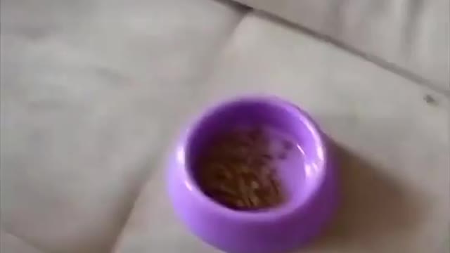 Hungry dog🤣