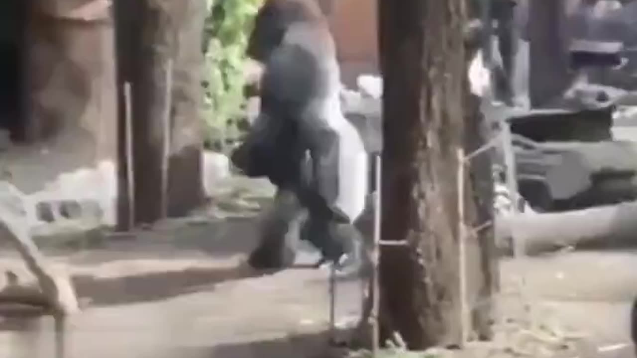 Gorilla shows off his child in return