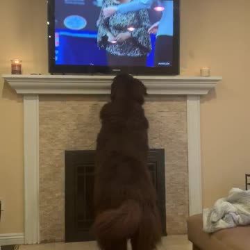 Newfoundland intensely watches dog show on TV