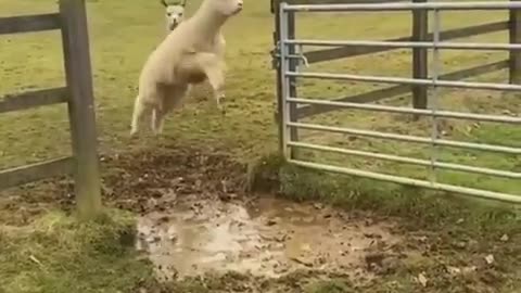 Fancy Jump Race 🤩
