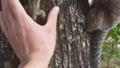 Baby Lion Tamarin Rescued