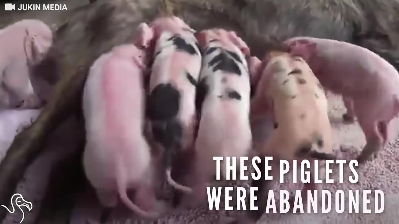 Dog Adopts A Whole Litter Of Abandoned Piglets