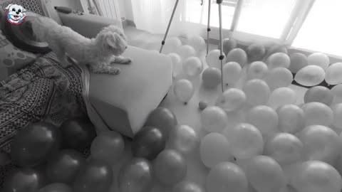 ¡El MEJOR CUMPLEAÑOS para un Perro! ¡1000 GLOBOS dentro de CASA!