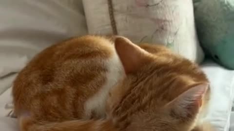 so very cute cat
