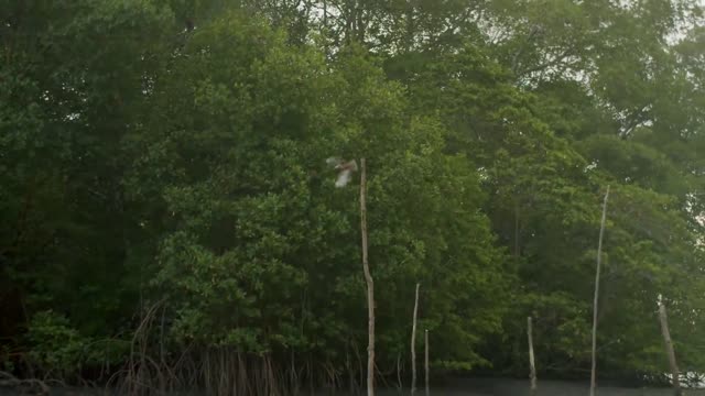 Bird flying onto branches in the lake_batch