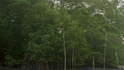 Bird flying onto branches in the lake_batch