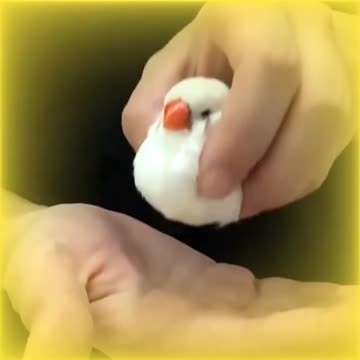 My Love 3 : WHITE ZEBRA FINCH