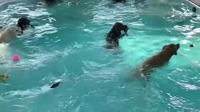 Pool Time at Doggy Daycare