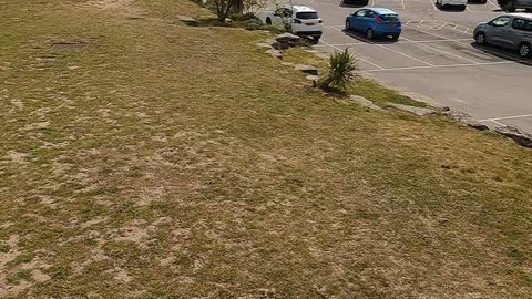 Following a seagull by a beach