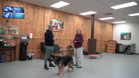 How to teach your dog to listen when you speak - Professional Dog Training