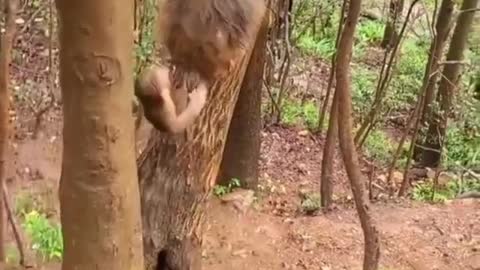 The monkey baby kept crying until the mother came to it- mother's love
