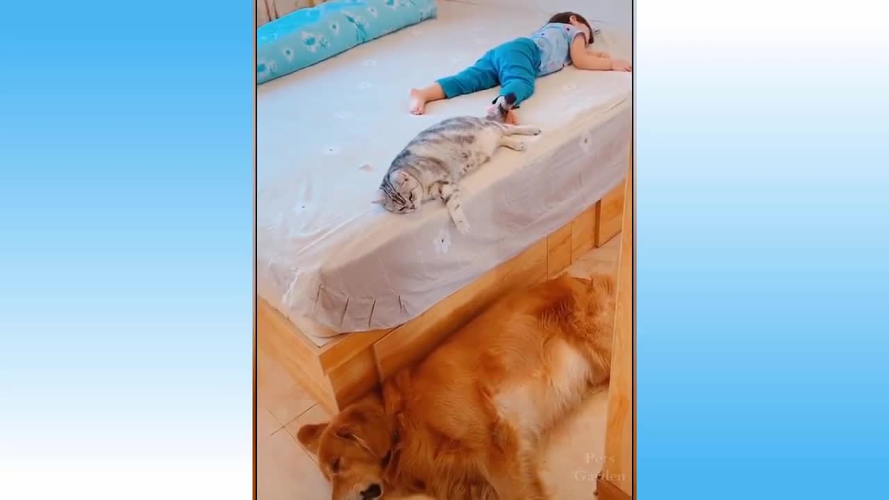 Cute Pets And Funny Animals Compilation - blackbird87