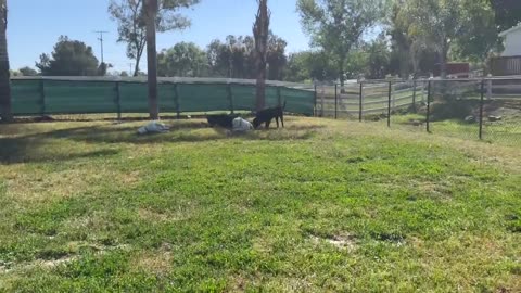 Can a dog fix another dogs aggression? Watch Prince in action. Beckman's Dog Training