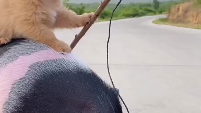 Funny puppy eating 🍉