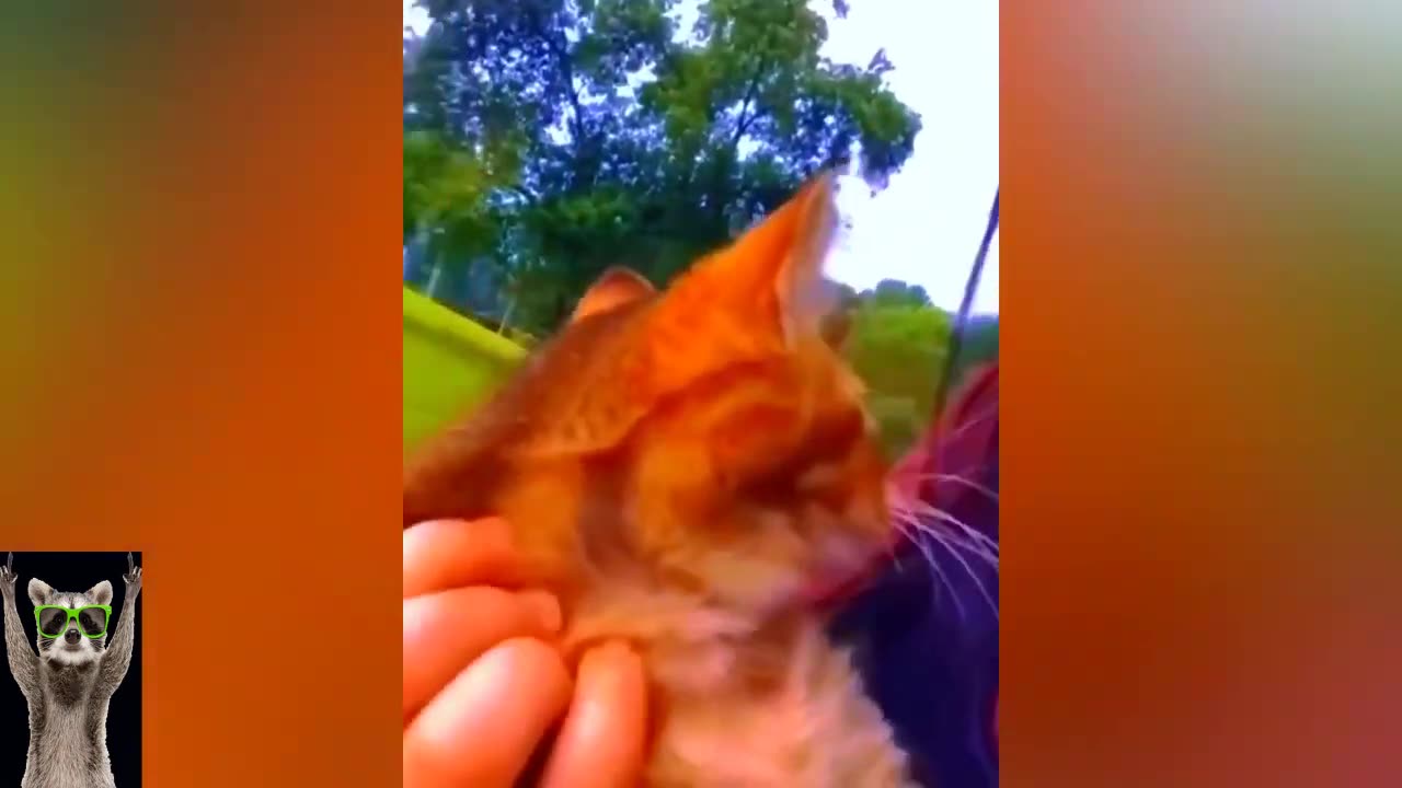 Best Funny Animal Videos 2023 Part 2