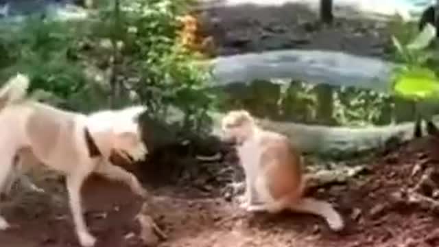 Awesome Funny Pet Animals Videos #shorts