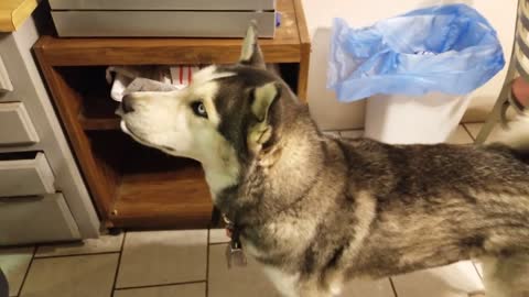 Titan the Husky: "Their Just Jealous I get the good stuff!"