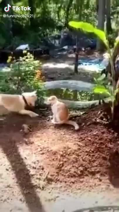 Awesome Funny Pet Animals Videos #shorts