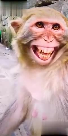 monkey video