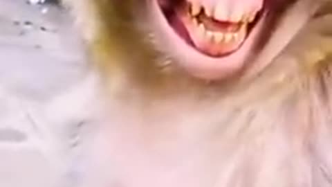 monkey video