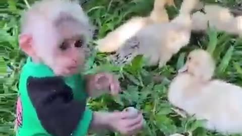 Cute baby animals video| Cute moments of the animals