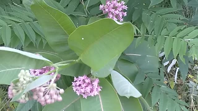 Milkweed