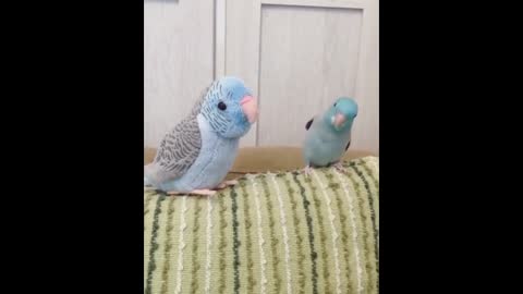 Watch how this funny parrot expresses its happiness