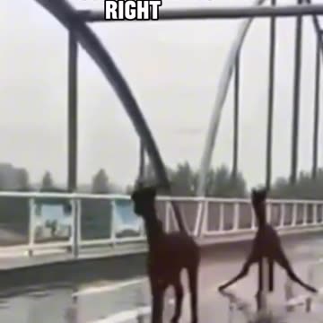 Funniest pets😁😁