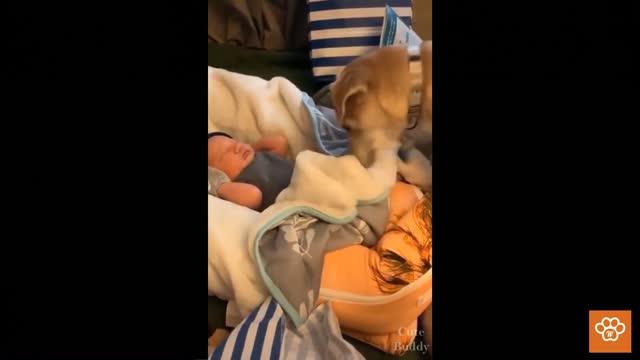 Smart dog keeps the baby warm